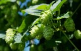 ingredients-of-homemade-beer